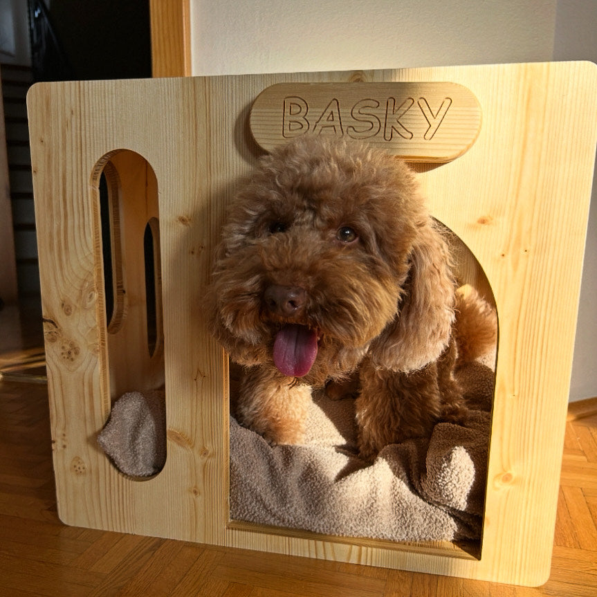 Light and noise shape your dog’s sleep more than you think