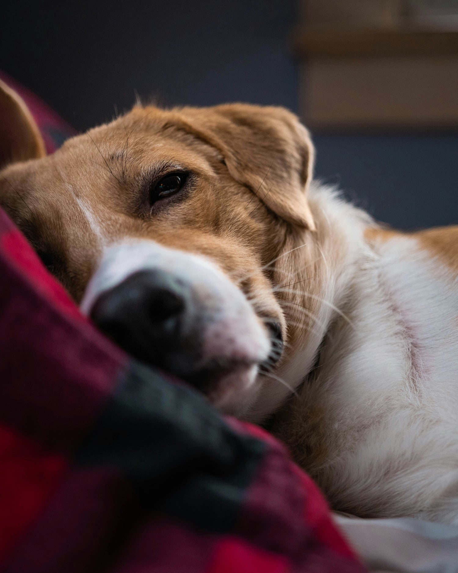 Your dog sleeps up to 13 hours a day. Where it happens matters more than you think